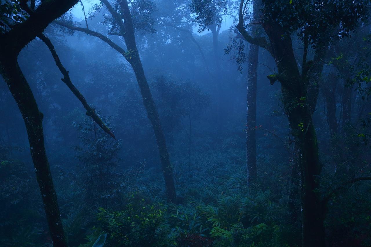 Madhumanthra Resort - Homestay Munnar Exterior photo